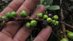 Symplocos theiformis