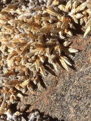 Selaginella asprella