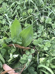 Plantago