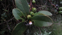 Symplocos theiformis