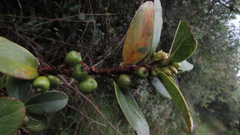 Symplocos theiformis