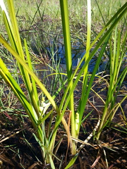 Sparganium emersum