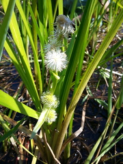 Sparganium emersum