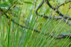 Juncus drummondii