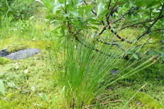Juncus drummondii