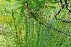 Juncus drummondii