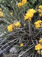Conostylis candicans