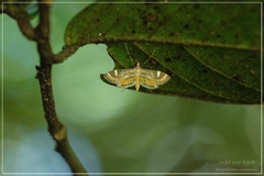 Strepsinoma croesusalis