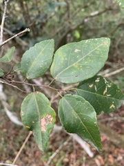 Grewia pondoensis