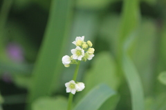 Cyclanthera dissecta