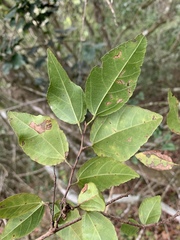 Grewia pondoensis