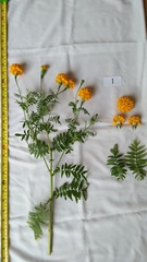 Tagetes erecta