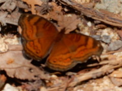Junonia hedonia ida