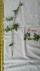 Cosmos caudatus