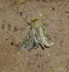 Mythimna decisissima