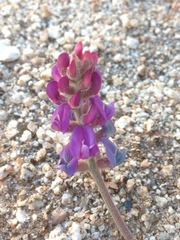 Astragalus prorifer