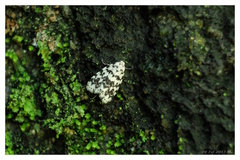 Aemene taprobanis