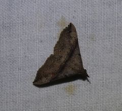 Squamipalpis pantoea