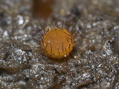 Cheilymenia coprinaria