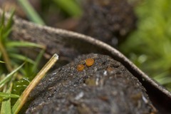 Cheilymenia coprinaria