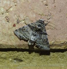 Aplotelia tripartita