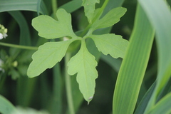 Cyclanthera dissecta