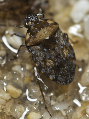Ochterus
