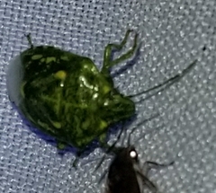 Banasa euchlora