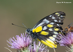 Delias belladonna