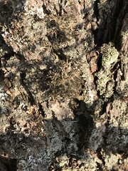 Pseudevernia furfuracea