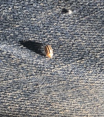 Agroiconota bivittata