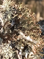 Pseudevernia furfuracea