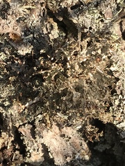 Pseudevernia furfuracea