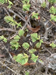 Crassula ericoides