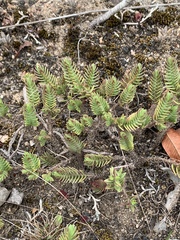 Crassula ericoides