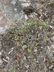 Crassula ericoides