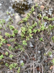 Crassula ericoides
