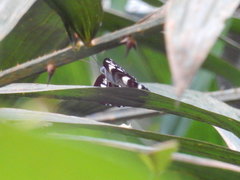 Phaedyma columella singa
