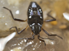 Nesidovelia peramoena