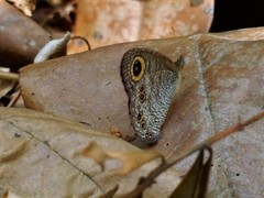 Ypthima horsfieldii humei
