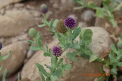 Sphaeranthus indicus