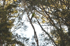 Cyanoramphus auriceps