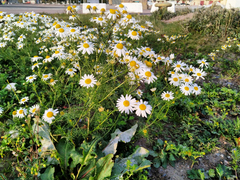 Tripleurospermum inodorum