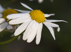 Tripleurospermum inodorum