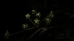 Myrrhidendron glaucescens