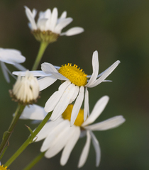 Tripleurospermum inodorum