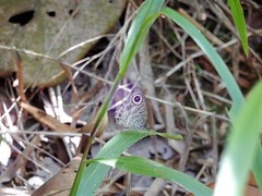 Ypthima horsfieldii humei
