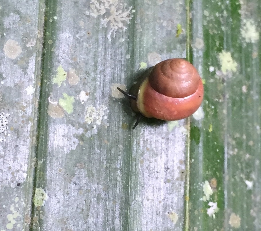 Helicina tenuis