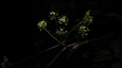 Myrrhidendron glaucescens