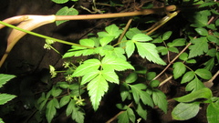 Myrrhidendron glaucescens